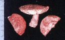 Boletus indecisus image