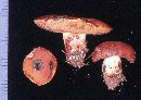 Boletus luridus image