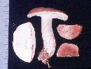 Tylopilus felleus image