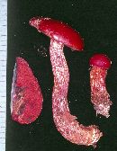 Boletus frostii image