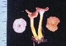 Craterellus lutescens image