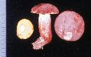 Boletus miniato-olivaceus image