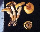 Hypholoma capnoides image