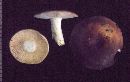 Russula vesca image