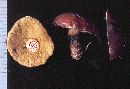 Suillus luteus image