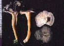 Craterellus lutescens image