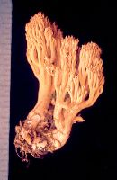 Ramaria paludosa image