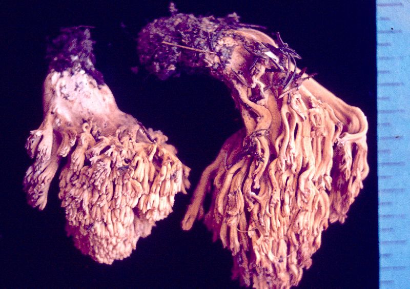 Ramaria paludosa image