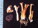 Craterellus lutescens image