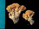 Ramaria flava image