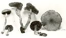 Cortinarius cinnabarinus image