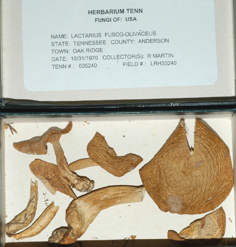Lactarius fusco-olivaceus image