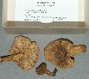 Lactarius mucidus image