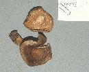 Lactarius argillaceifolius image