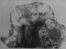 Lactarius sordidus image