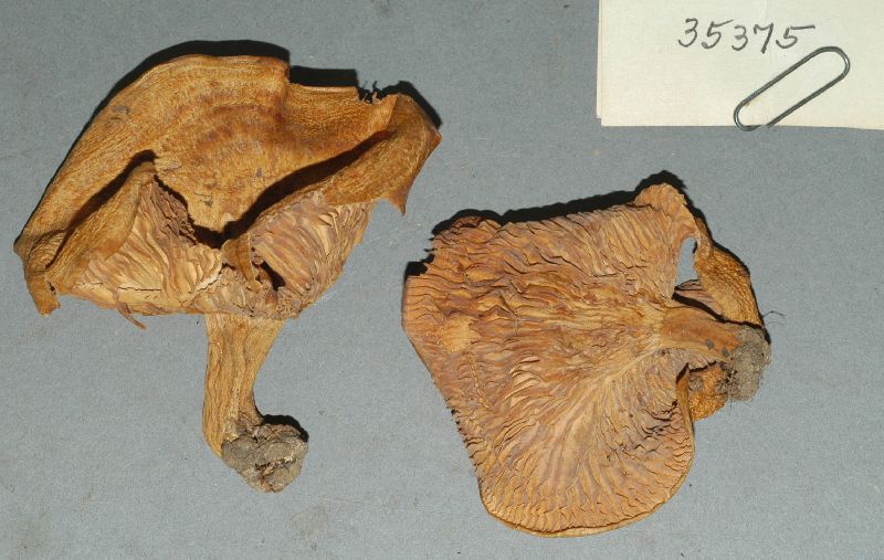 Lactarius dunfordii image