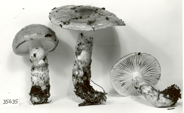 Hygrophorus paludosus image