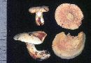 Hydnum albidum image