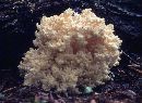 Ramaria fennica image