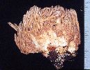 Ramaria canescens image