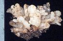 Tremella reticulata image