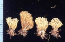 Ramaria eumorpha image