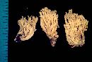 Ramaria flavosaponaria image