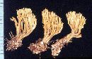 Ramaria flaccida image