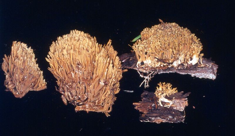 Ramaria mutabilis image