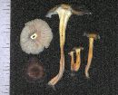 Craterellus lutescens image