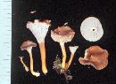 Cantharellus bicolor image