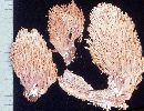 Ramaria stricta image