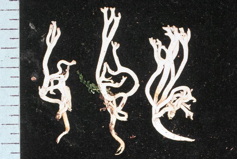 Ramariopsis holmskjoldii image