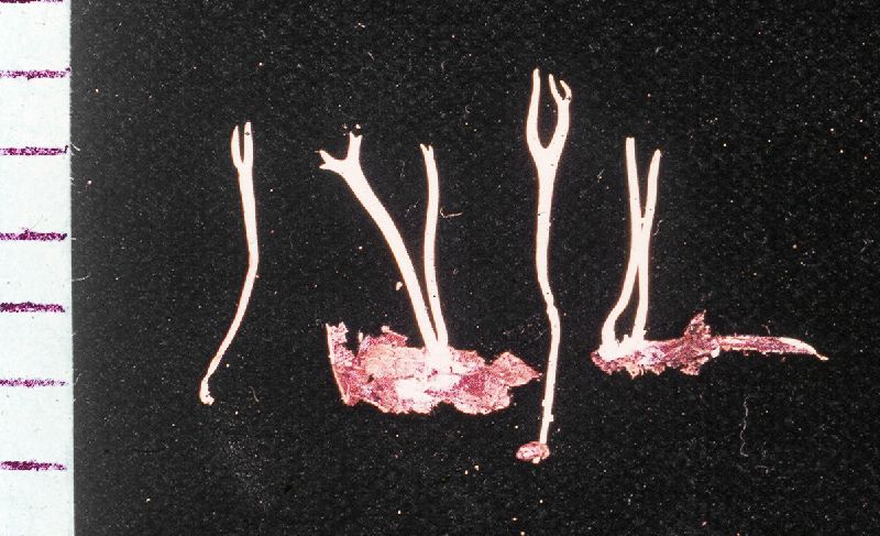 Clavulinopsis lignicola image
