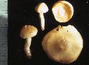 Tricholoma saponaceum image