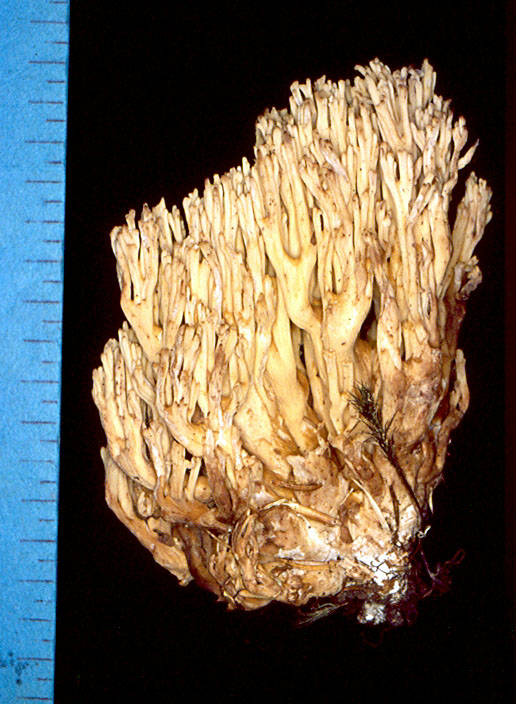 Ramaria mairei image