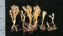 Ramaria roellinii image