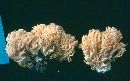 Ramaria flavosaponaria image