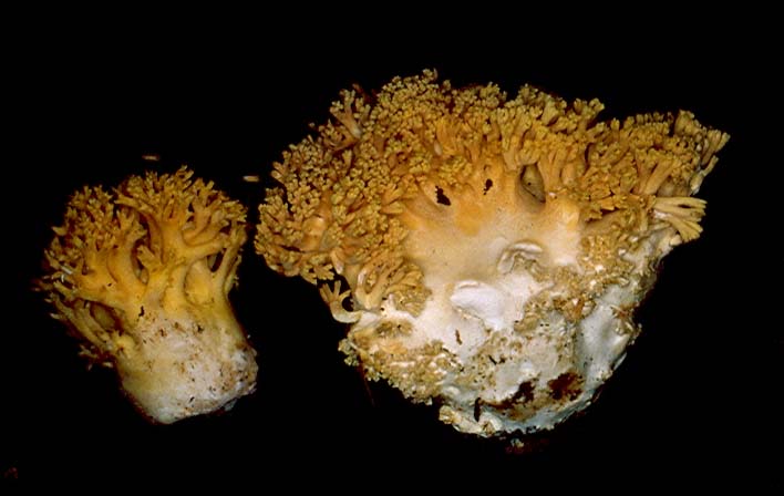 Ramaria vittadinii image