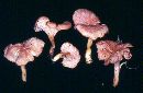 Cantharellus friesii image