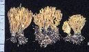 Ramaria flaccida image