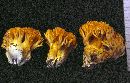 Ramaria aurea image