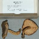 Lactarius kauffmanii image