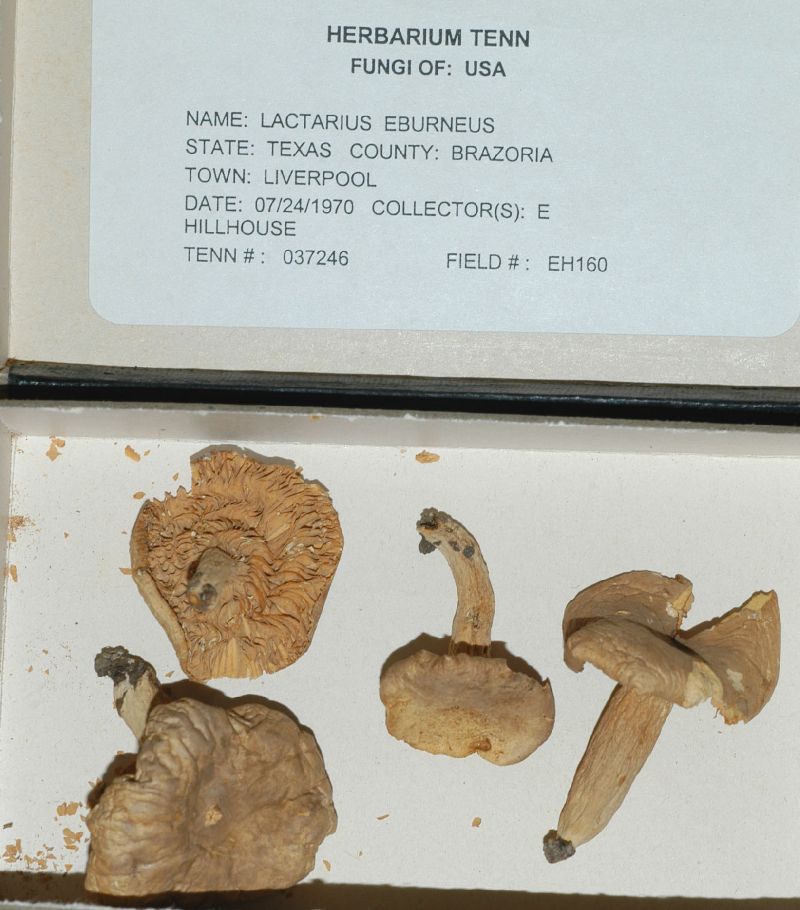 Lactarius eburneus image