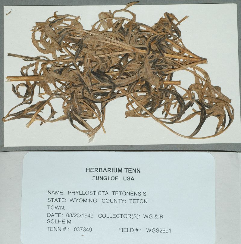 Phyllosticta tetonensis image