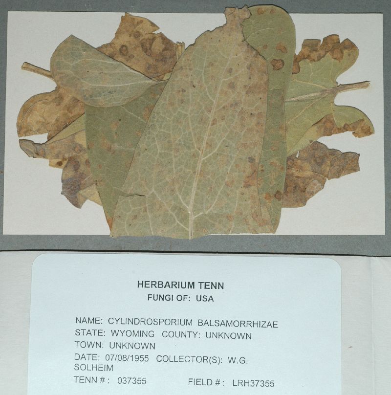 Cylindrosporium balsamorrhizae image