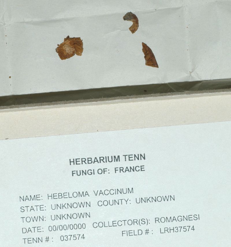 Hebeloma vaccinum image