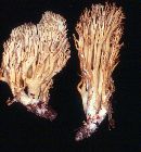 Ramaria xanthosperma image