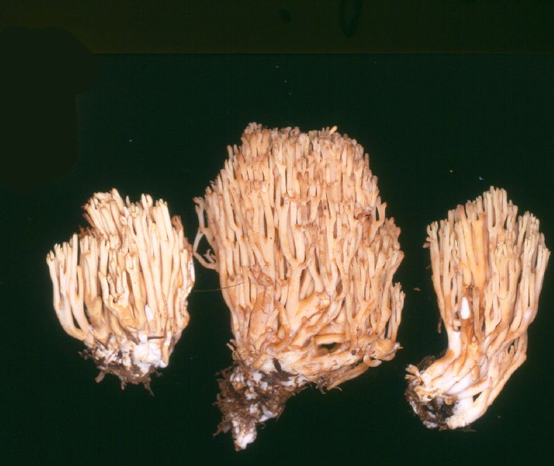 Ramaria fasciculata image