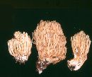 Ramaria fasciculata image